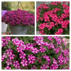 Roots Plants Busy Lizzies 12 Best Annuals For Hanging Baskets | Pink & Purple Shades | Jumbo Plug Plants