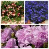 Roots Plants Petunias 12 Best Trailing Annuals For Hanging Baskets | Jumbo Plug Plants 2 Roots Plants Petunias 12 Best Trailing Annuals For Hanging Baskets | Jumbo Plug Plants
