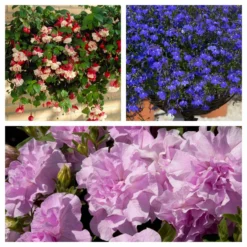 Roots Plants Petunias 12 Best Trailing Annuals For Hanging Baskets | Jumbo Plug Plants