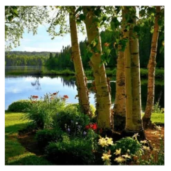 Roots Plants Silver Birch Tree | Betula Pendula Trees & Shrubs