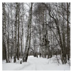 Roots Plants Silver Birch Tree | Betula Pendula Trees & Shrubs