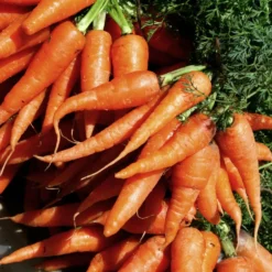 Roots Plants 10 Organic 'Early Nantes' Carrots Plants Root Vegetables