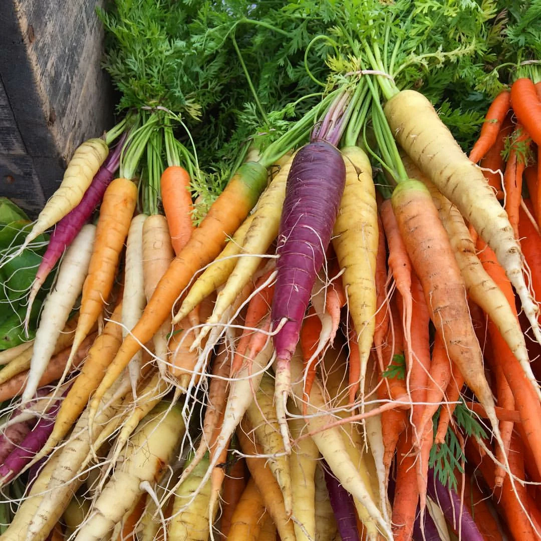 Roots Plants 10 Organic Colourful Carrot Plants Root Vegetables 7 Roots Plants 10 Organic Colourful Carrot Plants Root Vegetables