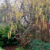 Roots Plants Corkscrew Hazel | Corylus Avellana 'Contorta'
