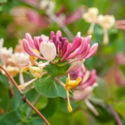 Roots Plants Honeysuckle 'Serotina' | Lonicera Periclymenum | On A 90cm Cane In A 3L Pot