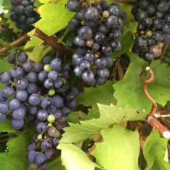 Roots Plants Fruits 90cm 'Black Hamburgh' Indoor Grape Vine | 3L Pot