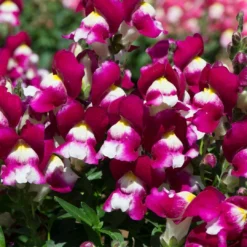 Roots Plants 120 Best Annuals For Flower Beds Collection | Sunny Shades | Plug Plants