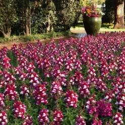 Roots Plants 40 Antirrhinum 'Burgundy Bicolour' Plug Plants | Appeal F1 Series | Snapdragons