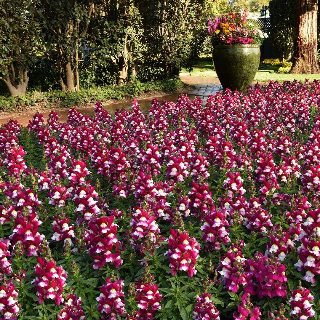 Roots Plants 40 Antirrhinum 'Burgundy Bicolour' Plug Plants | Appeal F1 Series | Snapdragons 3 Roots Plants 40 Antirrhinum 'Burgundy Bicolour' Plug Plants | Appeal F1 Series | Snapdragons