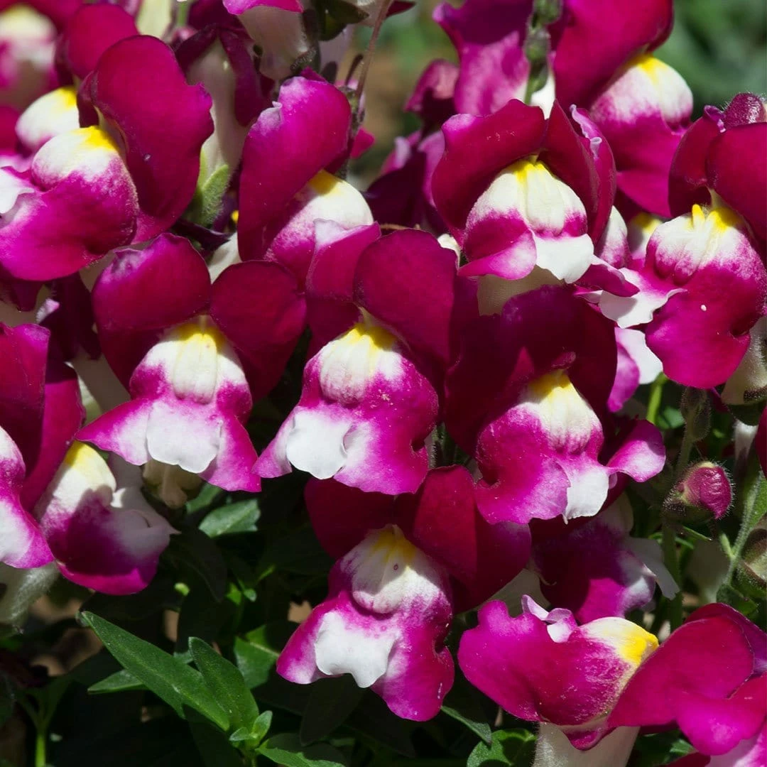 Roots Plants 40 Antirrhinum 'Burgundy Bicolour' Plug Plants | Appeal F1 Series | Snapdragons 5 Roots Plants 40 Antirrhinum 'Burgundy Bicolour' Plug Plants | Appeal F1 Series | Snapdragons