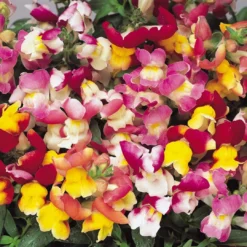 Roots Plants 40 Mixed Antirrhinum Plug Plants | Appeal F1 Series | Snapdragons