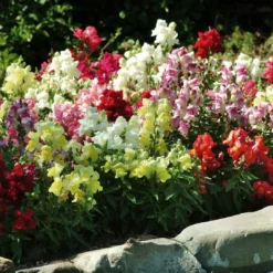 Roots Plants 40 Mixed Antirrhinum Plug Plants | Appeal F1 Series | Snapdragons