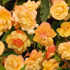 Roots Plants Begonia Illumination 'Apricot Shades' Jumbo Plug Plants Begonias