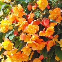 Roots Plants Begonia Illumination 'Apricot Shades' Jumbo Plug Plants Begonias