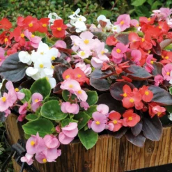 Roots Plants 40 Mixed Begonia 'Devils Delight' Plug Plants