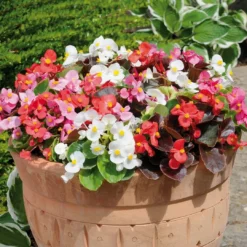 Roots Plants 40 Mixed Begonia 'Devils Delight' Plug Plants