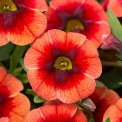 Roots Plants Calibrachoa Can Can 'Orange Punch' Jumbo Plug Plants Calibrachoas