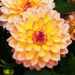 Roots Plants Dahlia Gardenetta 'Peach' Jumbo Plug Plants