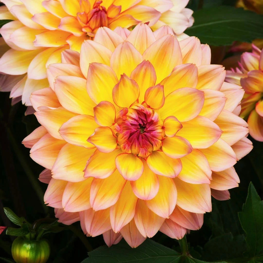 Roots Plants Begonias 12 Best Annuals For Flower Beds | Soft Shades | Jumbo Plug Plants 4 Roots Plants Begonias 12 Best Annuals For Flower Beds | Soft Shades | Jumbo Plug Plants