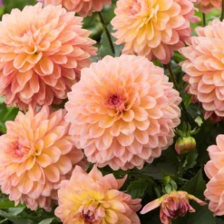 Roots Plants Dahlia Gardenetta 'Peach' Jumbo Plug Plants