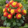 Roots Plants Dahlia Gardenetta 'Fireball' Jumbo Plug Plants Dahlias