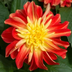 Roots Plants Dahlia Gardenetta 'Fireball' Jumbo Plug Plants Dahlias 7 Roots Plants Dahlia Gardenetta 'Fireball' Jumbo Plug Plants Dahlias