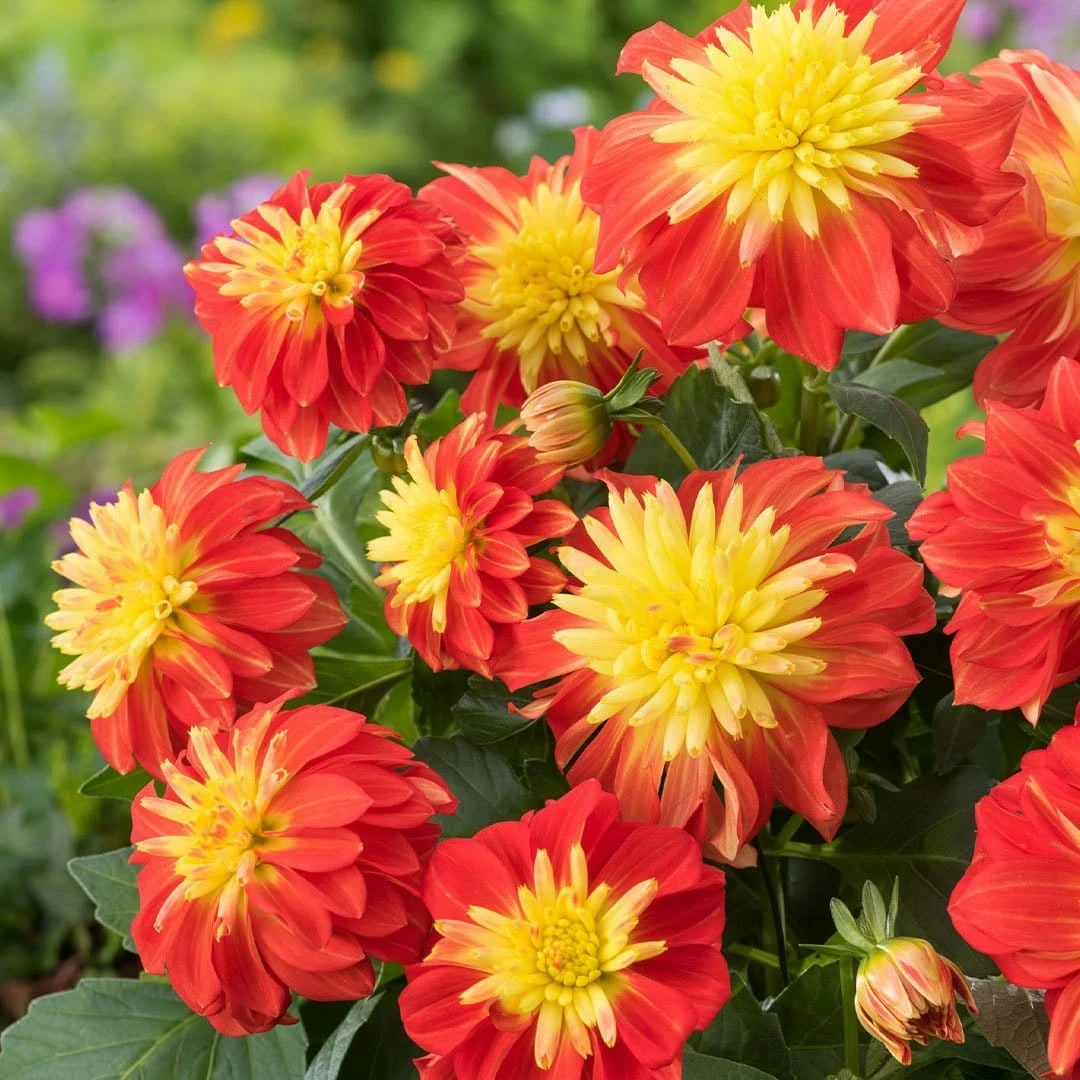 Roots Plants Dahlia Gardenetta 'Fireball' Jumbo Plug Plants Dahlias 5 Roots Plants Dahlia Gardenetta 'Fireball' Jumbo Plug Plants Dahlias