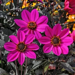 Roots Plants 12 Annuals For Hanging Baskets | The Dark Side Of The Moon Collection | Calibrachoa, Petunia & Dahlia Dahlias