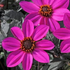 Roots Plants Dahlia Happy Days 'Purple' Jumbo Plug Plants