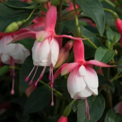 Roots Plants Fuchsias Fuchsia 'Patio Princess' Jumbo Plug Plants