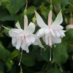 Roots Plants 12 Annuals For Hanging Baskets | The Blissful Shade Collection | Begonia, Bacopa & Fuchsia