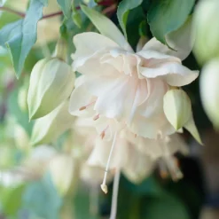 Roots Plants Fuchsia Southern Belle 'Pink Marshmallow' Jumbo Plug Plants Fuchsias