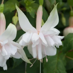 Roots Plants Fuchsia Southern Belle 'Pink Marshmallow' Jumbo Plug Plants Fuchsias