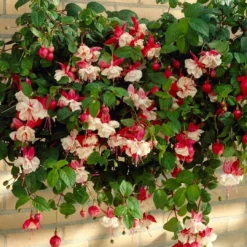 Roots Plants Fuchsia 'Swingtime' Jumbo Plug Plants Fuchsias