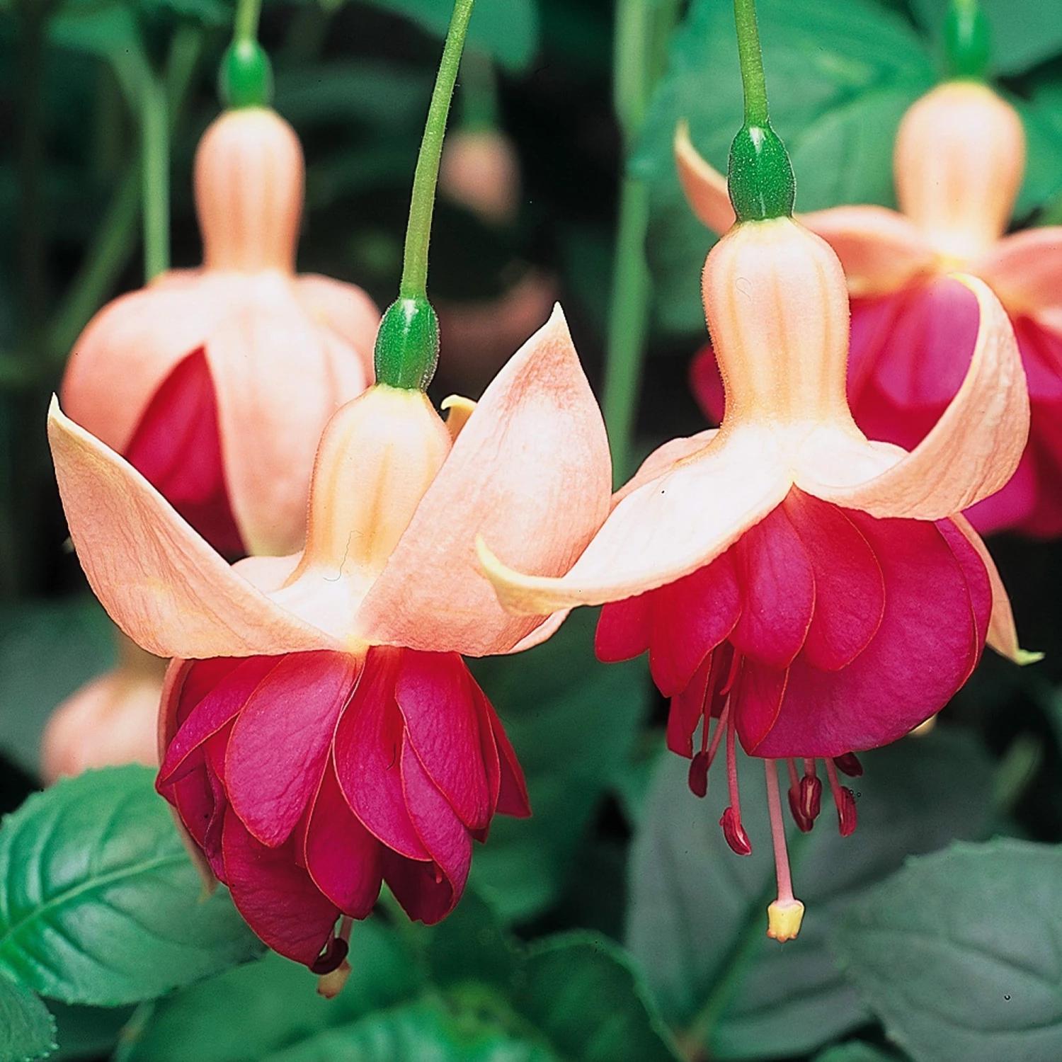 Roots Plants Hardy Fuchsia 'Garden News' | Jumbo Plug Plants Fuchsias 3 Roots Plants Hardy Fuchsia 'Garden News' | Jumbo Plug Plants Fuchsias