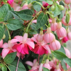Roots Plants Hardy Fuchsia 'Garden News' | Jumbo Plug Plants Fuchsias