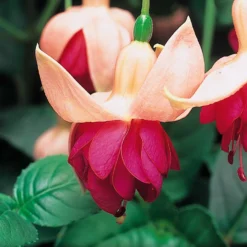 Roots Plants Hardy Fuchsia 'Garden News' | Jumbo Plug Plants Fuchsias 7 Roots Plants Hardy Fuchsia 'Garden News' | Jumbo Plug Plants Fuchsias