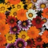 Roots Plants 40 Gazania 'Sunburst' Collection Plug Plants