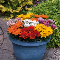 Roots Plants 40 Gazania 'Sunburst' Collection Plug Plants
