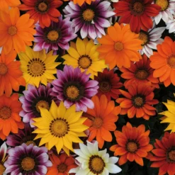 Roots Plants 40 Gazania 'Sunburst' Collection Plug Plants