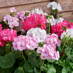 Roots Plants Geraniums & Pelargoniums 40 Geranium Palladium 'Candy Floss' Collection Plug Plants