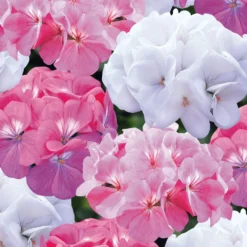 Roots Plants Geraniums & Pelargoniums 40 Geranium Palladium 'Candy Floss' Collection Plug Plants