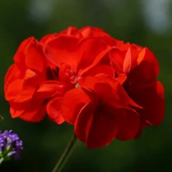Roots Plants 40 Geranium Palladium 'Red' Plug Plants