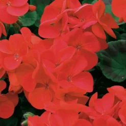 Roots Plants 40 Geranium Palladium 'Red' Plug Plants