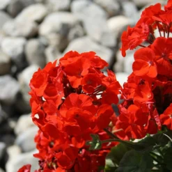 Roots Plants 40 Geranium Palladium 'Red' Plug Plants