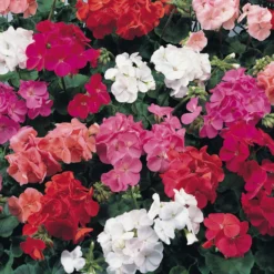 Roots Plants 40 Geranium 'Show Stopper' Collection Plug Plants
