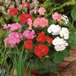 Roots Plants 120 Best Annuals For Flower Beds Collection | Sunny Shades | Plug Plants