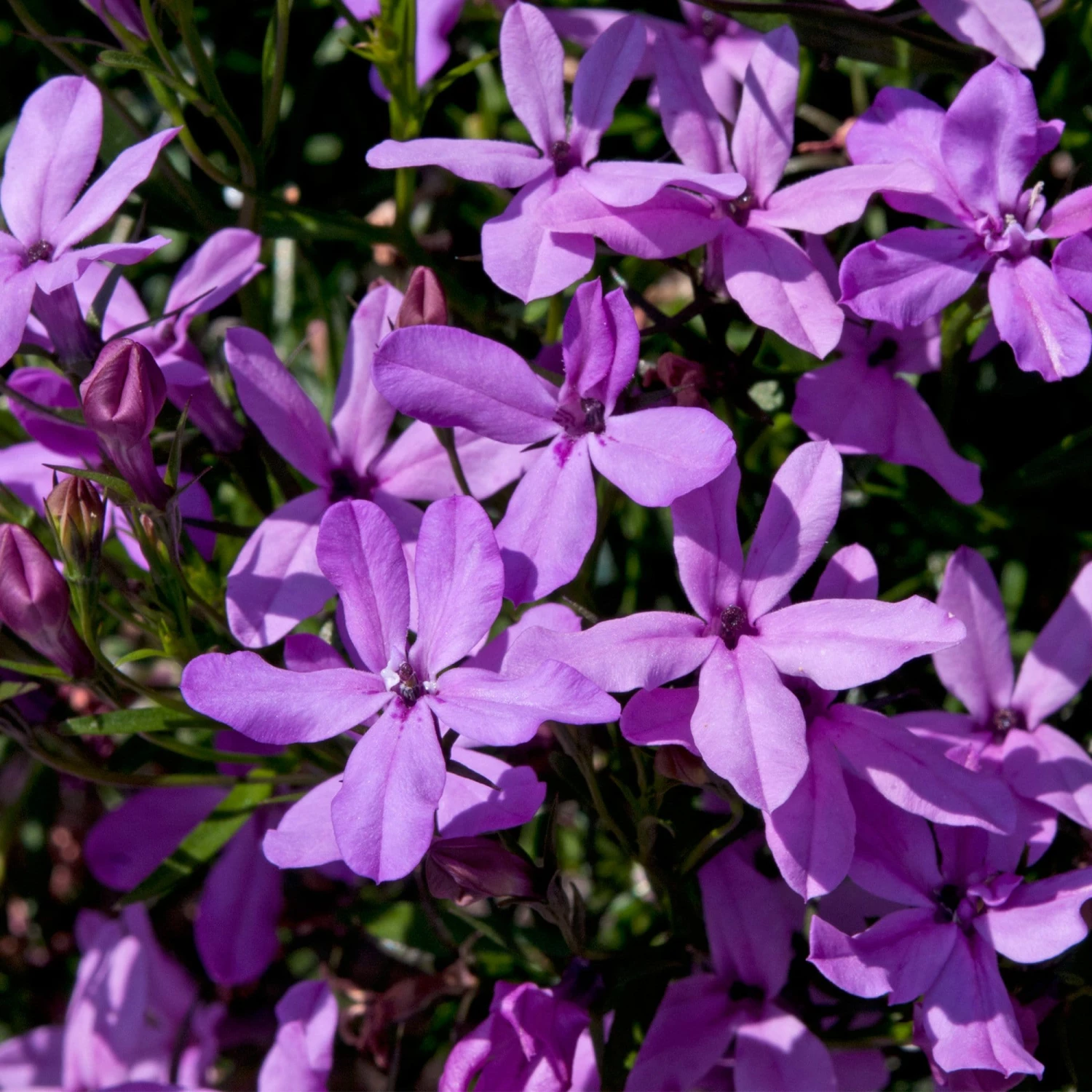 Roots Plants Lobelia Waterfall 'Lavender' Jumbo Plug Plants All Annual Bedding 4 Roots Plants Lobelia Waterfall 'Lavender' Jumbo Plug Plants All Annual Bedding