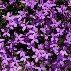 Roots Plants Lobelia Waterfall 'Lavender' Jumbo Plug Plants All Annual Bedding 9 Roots Plants Lobelia Waterfall 'Lavender' Jumbo Plug Plants All Annual Bedding