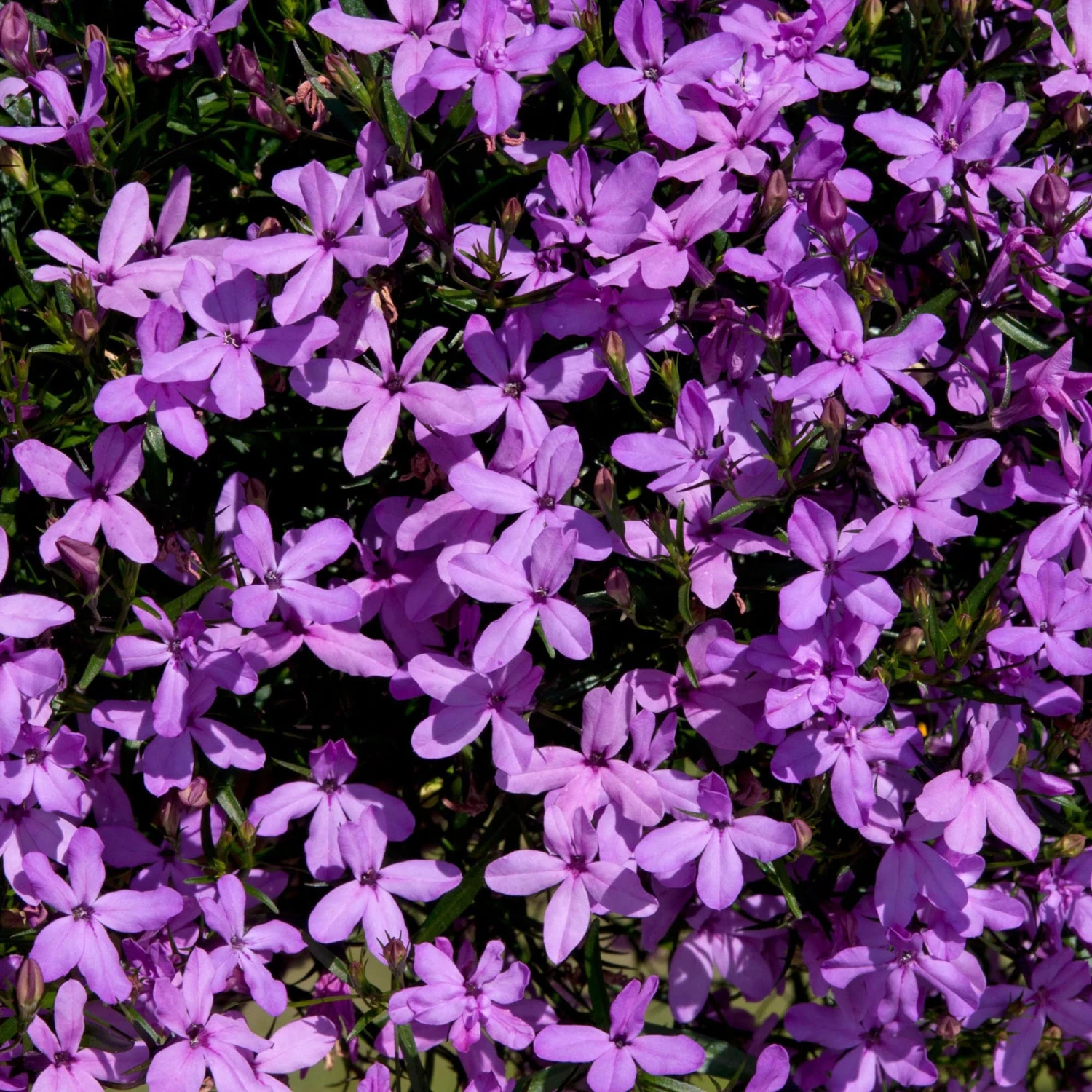 Roots Plants Lobelia Waterfall 'Lavender' Jumbo Plug Plants All Annual Bedding 5 Roots Plants Lobelia Waterfall 'Lavender' Jumbo Plug Plants All Annual Bedding